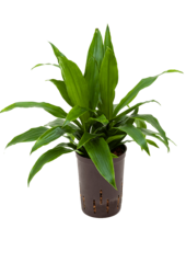 Hydroplant Dracaena Fragrans Janet Craig