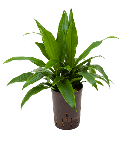 Hydroplant Dracena