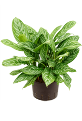 Hydroplant Aglaonema Stripes