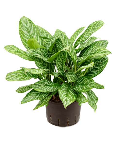 Hydroplant Aglaonema