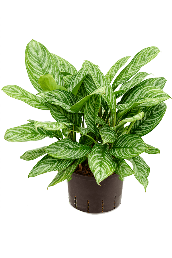 Hydroplant Aglaonema Stripes
