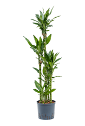 Hydroplant Dracena Fragrans Burundii