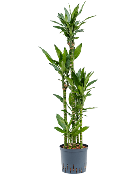 Hydroplant Dracena