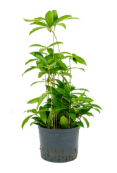 Hydroplant Dracena Surculosa