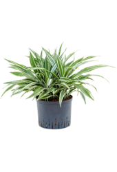 Hydroplant Dracaena Deremensis White Stripe