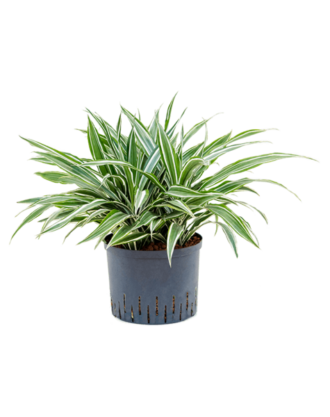 Hydroplant Dracena
