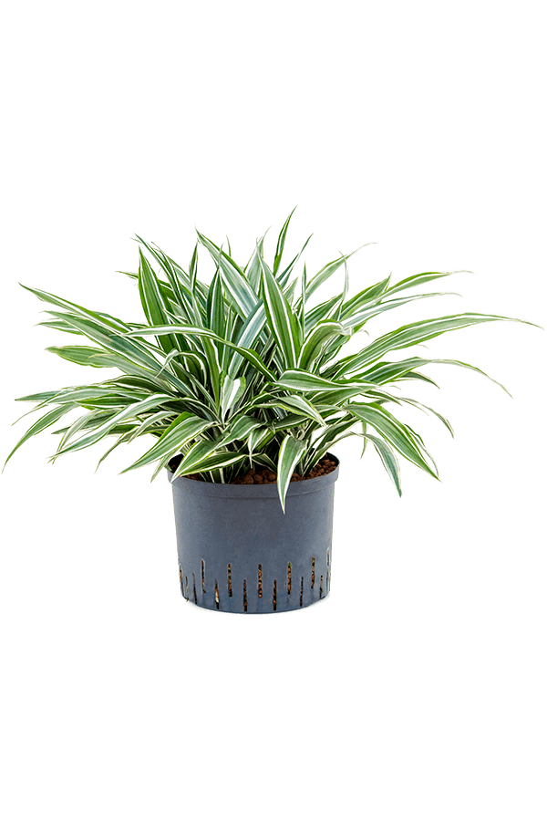 Hydroplant Dracena Deremensis White Stripe