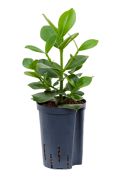 Hydroplant Clusia Rosea Princess