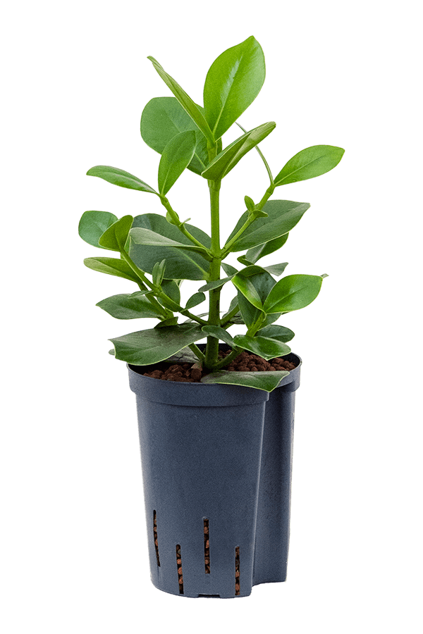 Hydroplant Clusia Rosea Princess