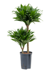 Hydroplant Dracaena Fragrans Compacta