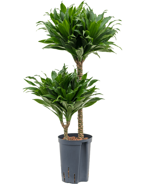 Hydroplant Dracena