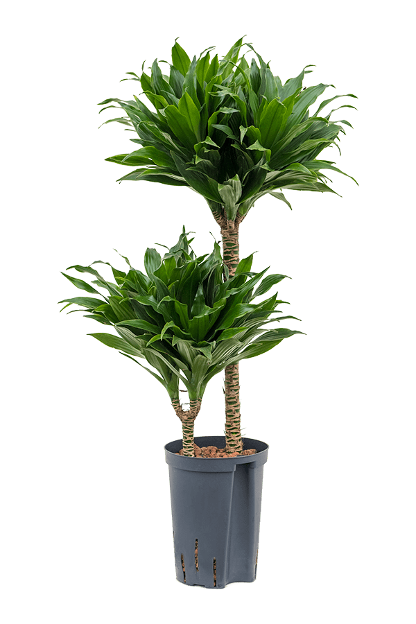 Hydroplant Dracaena Fragrans Compacta