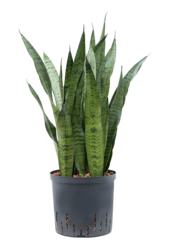 Hydroplant Sansevieria Zeylanica