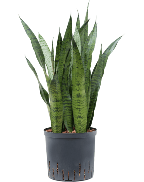 Hydroplant Sansevieria