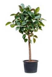 Hydroplant Ficus Elastica Robusta