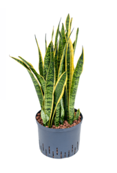 Hydroplant Sansewieria Trifasciata Laurentii