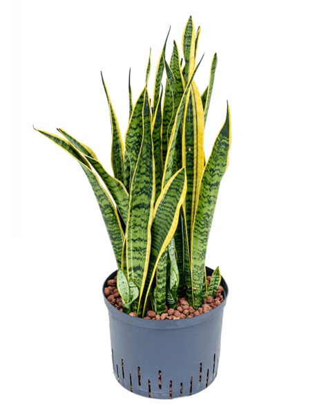 Hydroplant Sansewieria