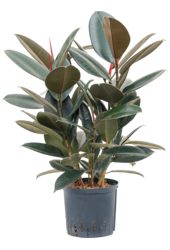 Hydroplant Ficus Elastica Abidjan