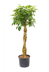 Hydroplant Schefflera Arboricola Compacta