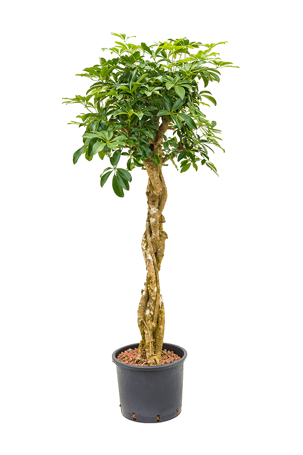 Hydroplant Schefflera Arboricola Compacta