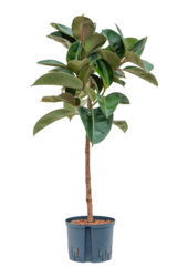 Hydroponiczny Fikus Sprężysty Robusta