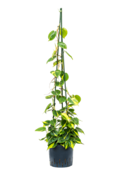 Hydroplant Philodendron Scandens Brasil