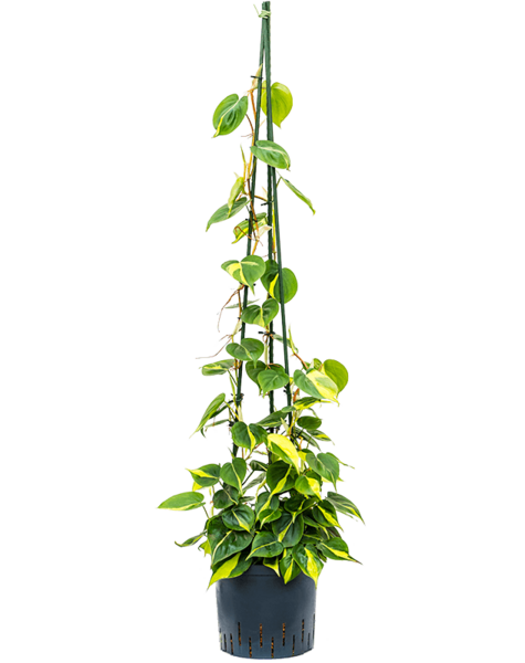 Hydroplant Filodendron