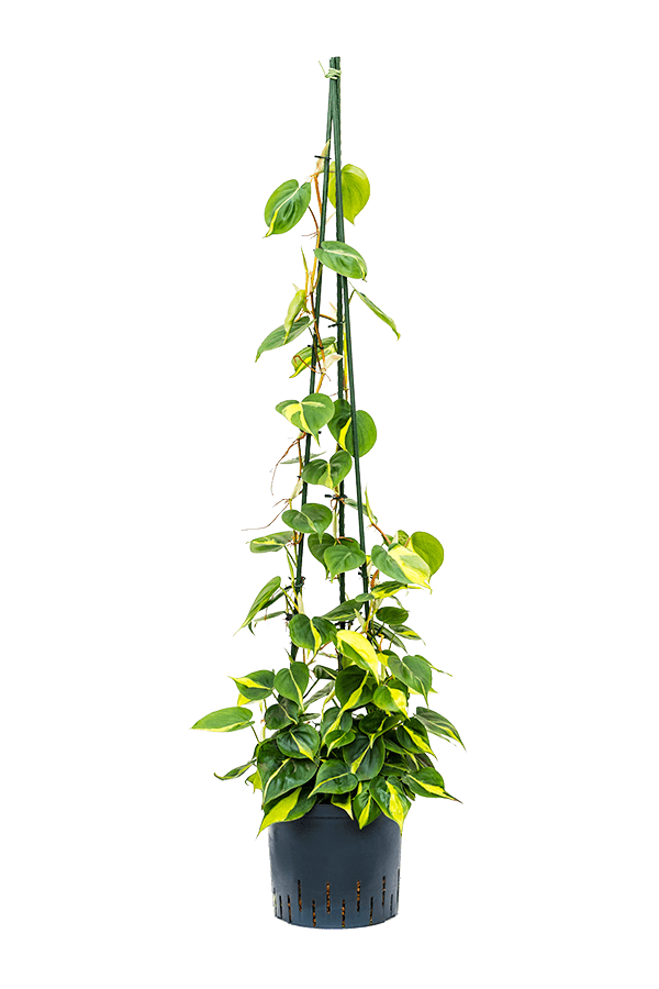 Hydroplant Filodendron Scandens Brasil