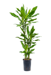 Hydroplant Dracaena Fragrans Burundii