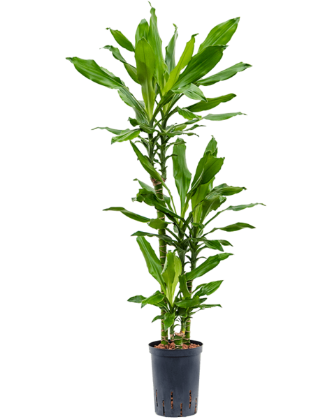 Hydroplant Dracaena