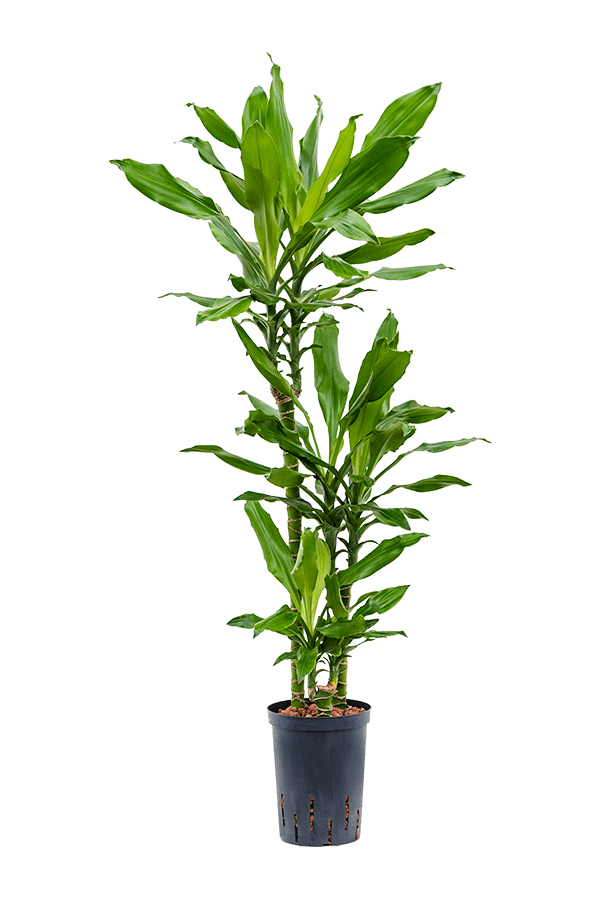 Hydroplant Dracaena Fragrans Burundii