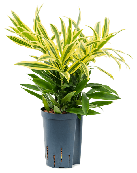 Hydro Roślina Pleomele