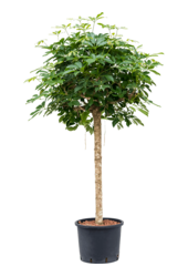Hydroplant Schefflera Arboricola Compacta