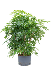 Hydroplant Schefflera Arboricola Compacta