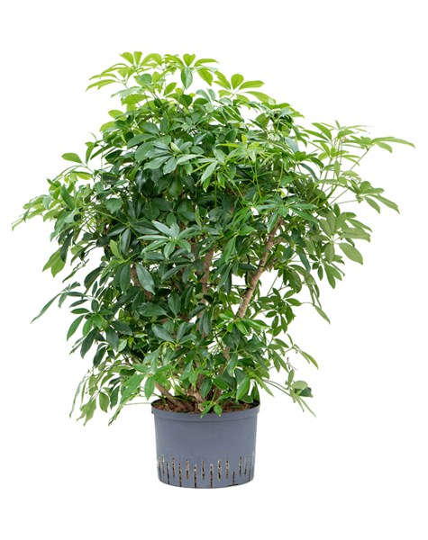 Hydroplant Schefflera