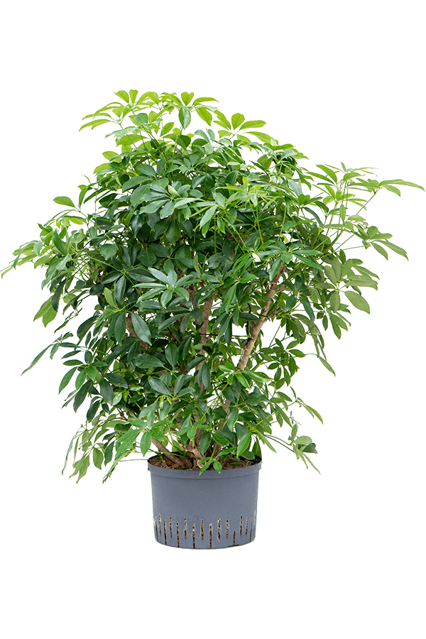 Hydroplant Schefflera Arboricola Compacta