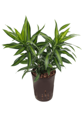 Hydroplant Pleomele (Dracaena) Reflexa Song Of Jamaica