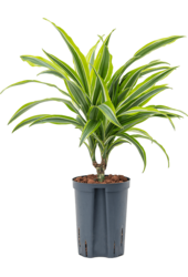 Hydroponiczna Dracena Fragrans Lemon Lime