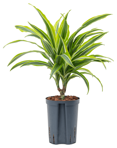 Hydroponiczna Dracena