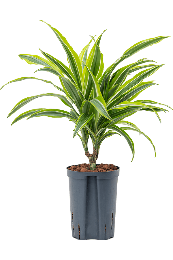 Hydroponiczna Dracena Fragrans Lemon Lime