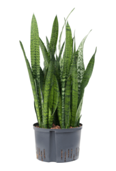 Hydroplant Sansevieria Zeylanica
