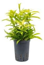 Hydroplant Dracena Surculosa Mike