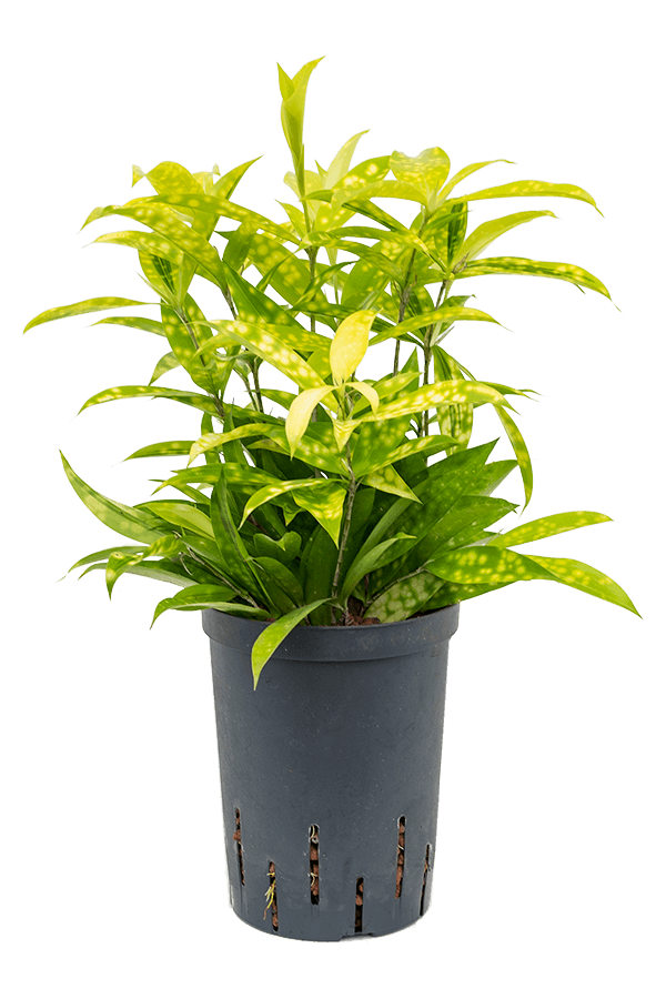 Hydroplant Dracena Surculosa Mike