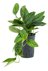 Hydroplant Monstera Karstenianum