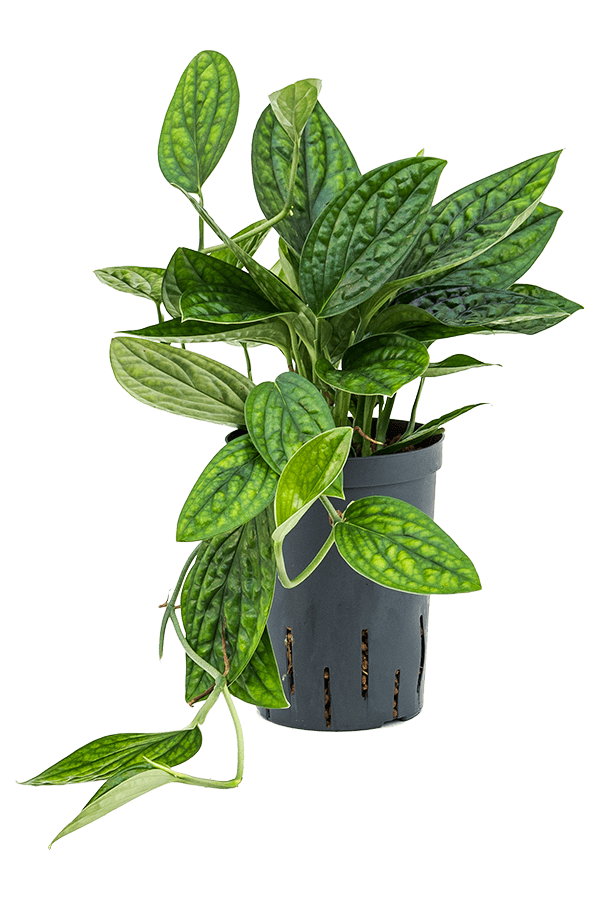 Hydroplant Monstera Karstenianum