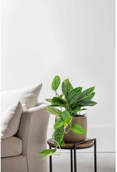 Hydroplant Monstera Karstenianum