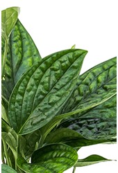 Hydroplant Monstera Karstenianum