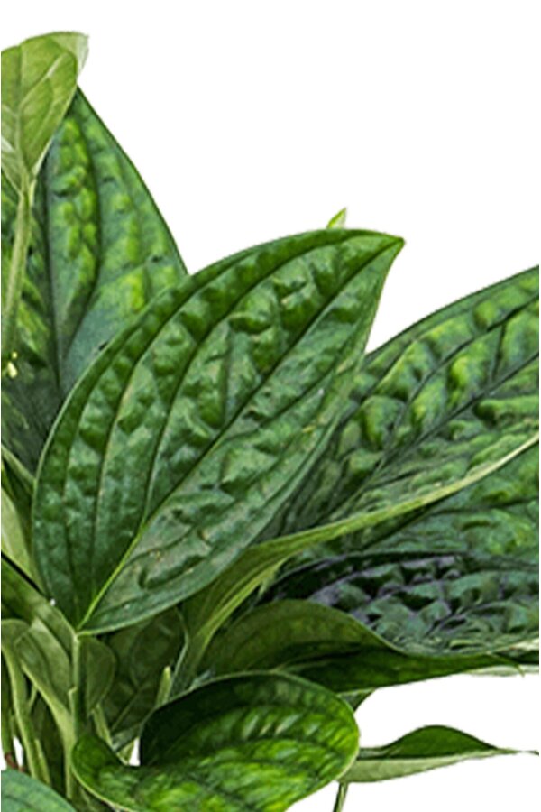 Hydroplant Monstera Karstenianum