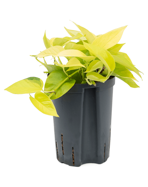 Hydroplant Scindapsus