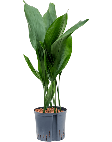 Hydroplant Aspidistra